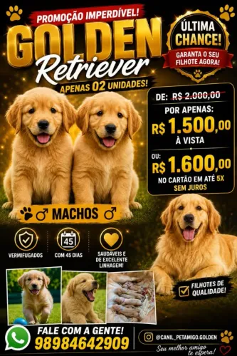 Filhotes Golden retrivier