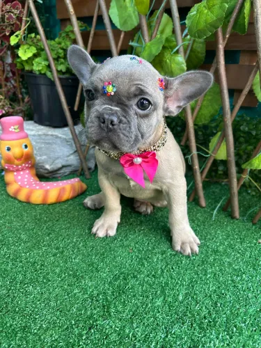 Bulldog Francês Pocket