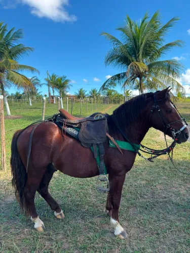 Vende se Pônei