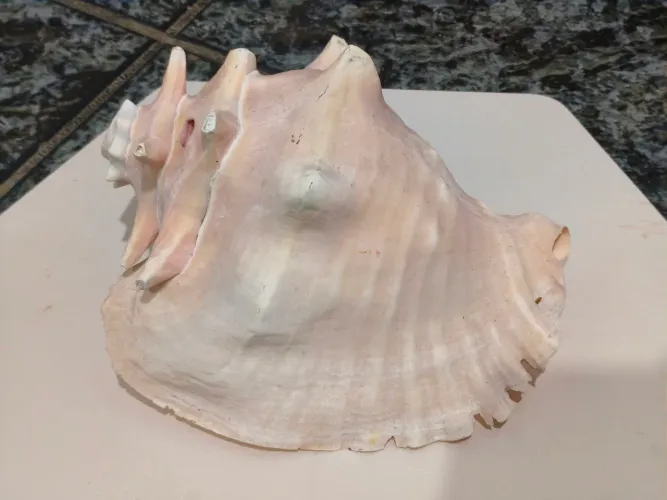 Concha Marinha Gigante Natural 27 cm - Peça de Coleção e Decoração