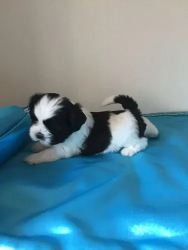 Shih Tzu seu novo parceiro de todos os momentos