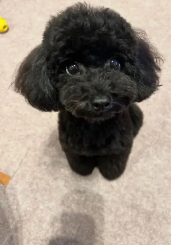Filhote de poodle fêmea preta black super lindinha!