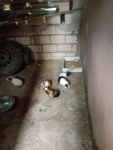 Australianos  a venda