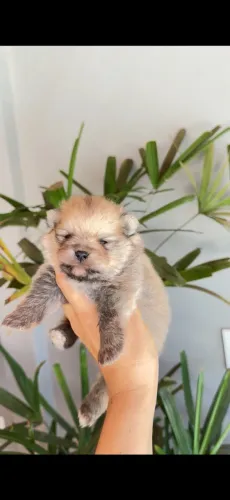Lindos machinhos de Spitz alemão