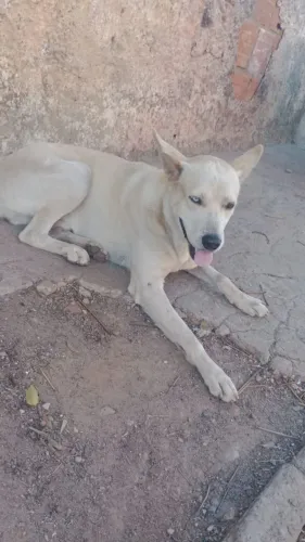 Doa-se husky siberiano