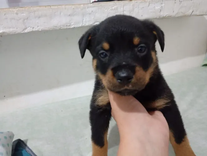 Filhotes de Rottweiler puro Disponíveis