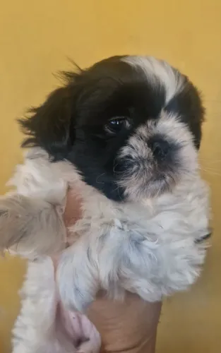 Filhote de Shih Tzu Fêmea