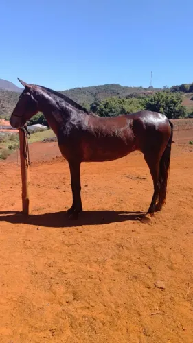 Égua mangalarga marchador