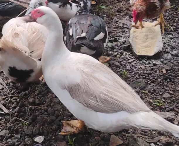 Patos 