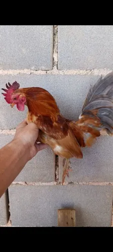 Galo