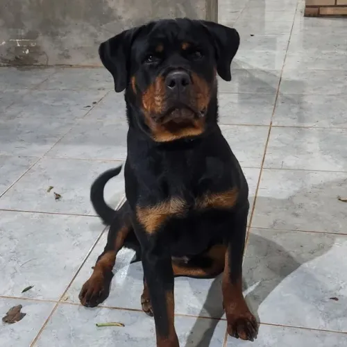 VENDO FILHOTES ROTWEILLER COM PEDIGREE