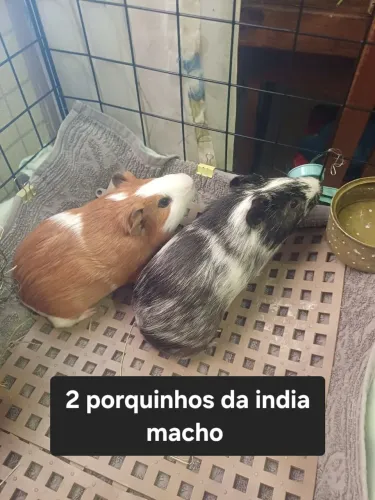 2 Porquinhos da India Com Gaiola e tudo