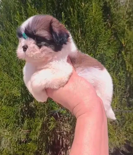 Shitzu shih tzu 1.200$