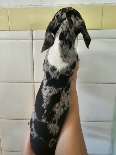 Dachshund macho mofadinho Teckel