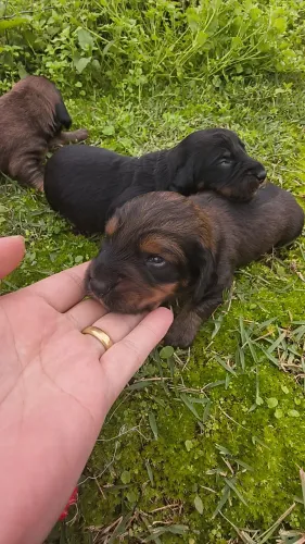 Daschund salsicha Pelagem longa machos e femea