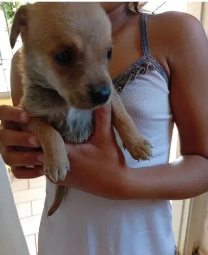 Doa-se filhotes de cachorro