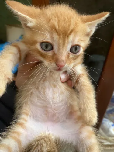 Doação de gatinhos