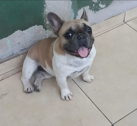 BULLDOGUE FÊMEA FAWN