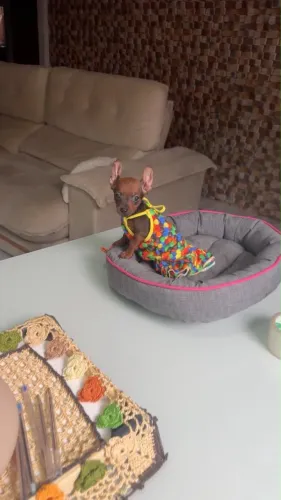 VENDO LINDA PINSCHER ZERO FÊMEA !!!