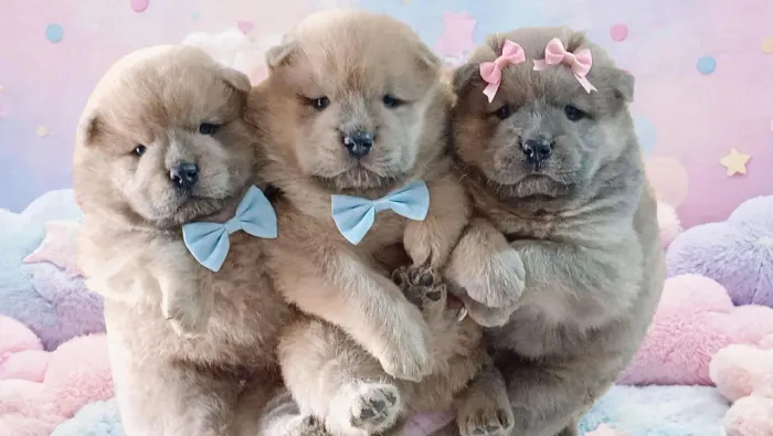 Lindos filhotes de Chow Chow feméa e macho disponível 