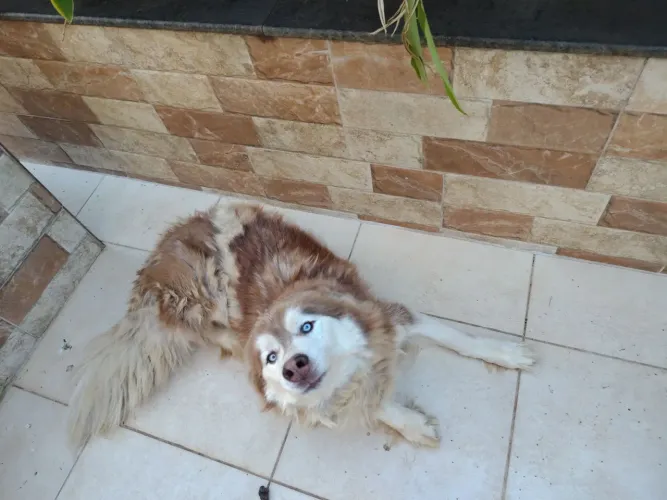 Husky macho marrom olhos azuis
