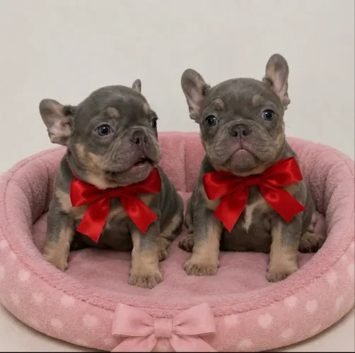 Buldogue francês exóticos maravilhosos