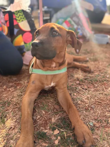 Filhote cachorro mistura fila