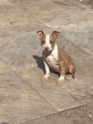 Vendo linda filhote de pitbull