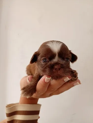 Bebezinho de Shih Tzu branco e chocolate