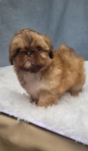 Shihtzu Menino