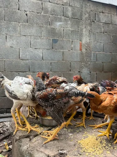 Frango caipira