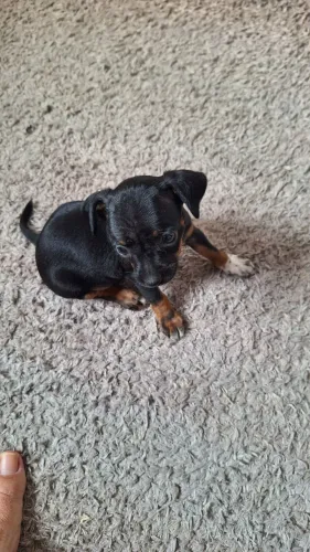 Filhote de pincher 