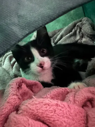 Gato filhote