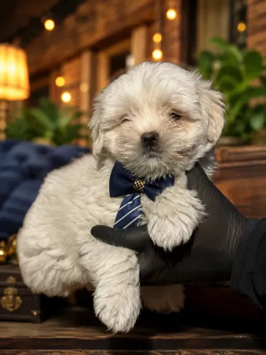 Filhotes maravilhosos de Lhasa apso macho 