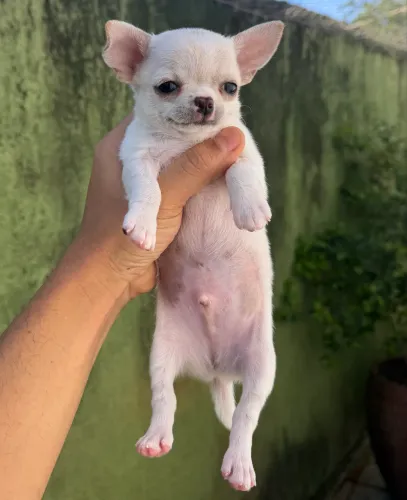 Chihuahua MACHO creme
