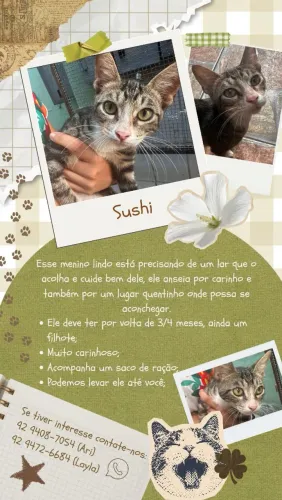 Sushi