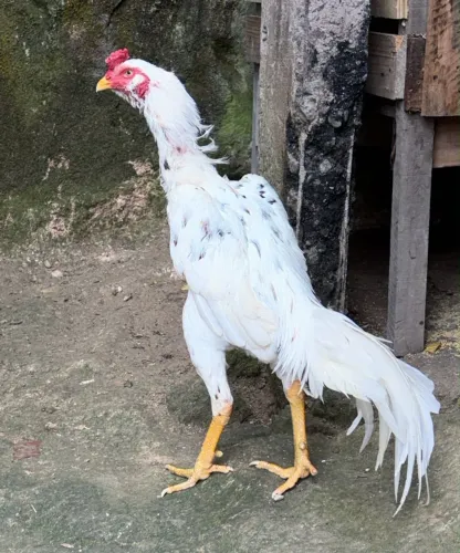 Frango novo de ótima linhagem 