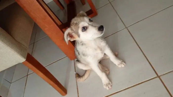 Vendo cachorro husky siberiano
