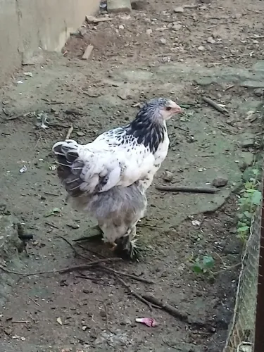 Galinha caipira 