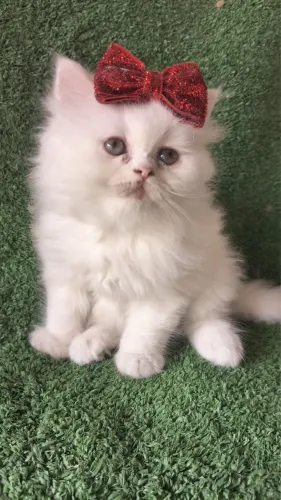 Gato Persa Filhote - Raça Muito Dócil