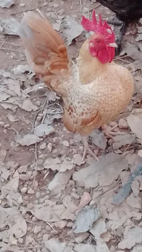 Casaozinho de garnizé