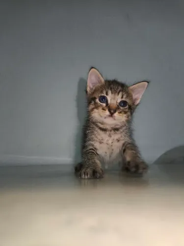 Gatos par adoção, machos e fêmeas