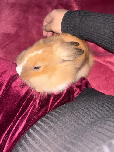 Coelho mini