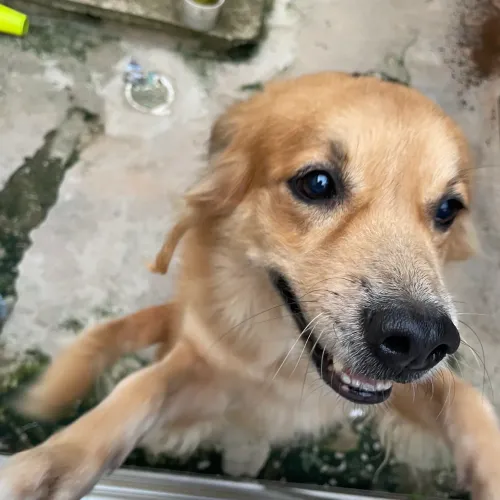     Doação Responsável de Cachorro