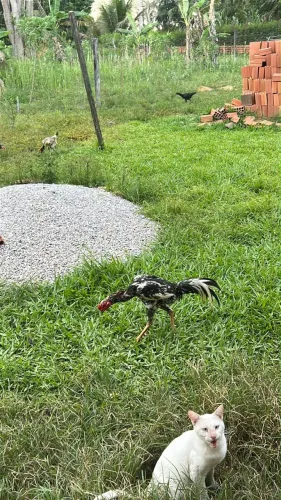 Galo pintado 