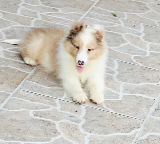 PASTOR DE SHETLAND ( MINI COLLIE ) - lindos filhotes com 90 dias , com pedigree  cbkc ! 