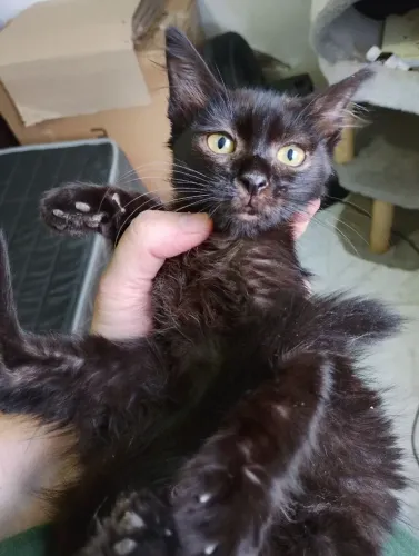 Filhotes de gato lindos e peludos pra adoção responsável