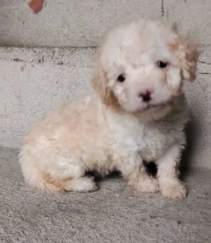 Poodle machinhos