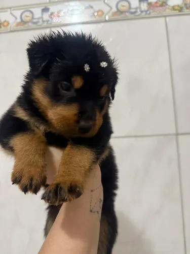 Filhote de Rottweiler Cabeçudo