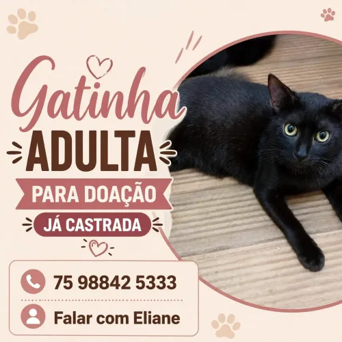 Gatinha para adoção